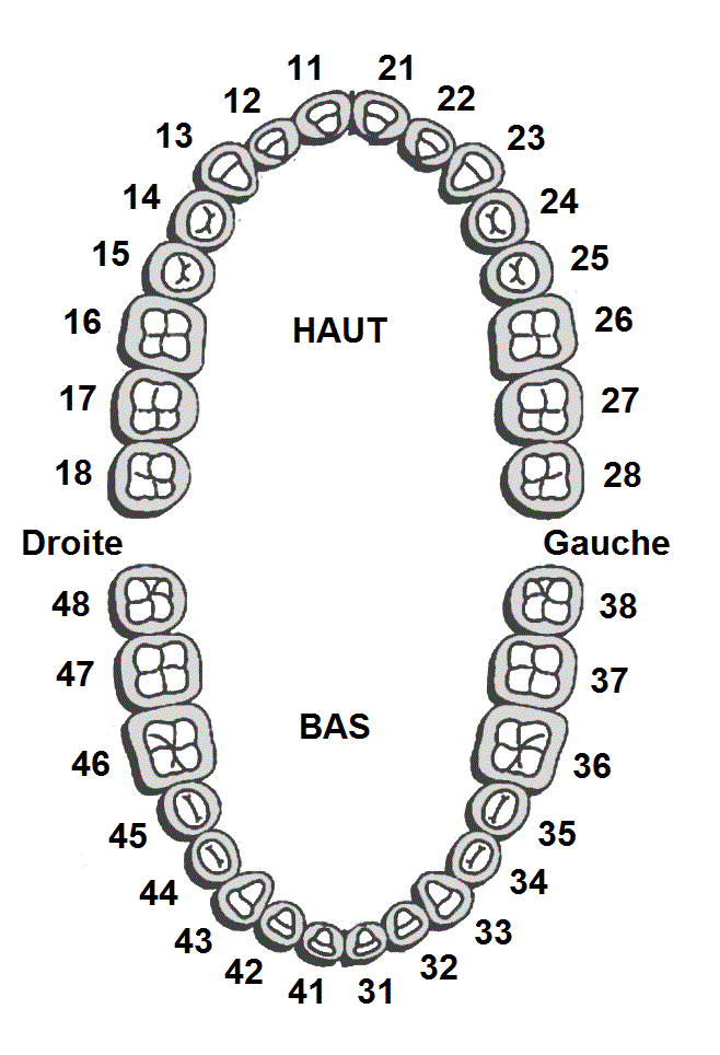 Numérotation des dents, numérotation et quadrants clinique Dominic Pontbriand